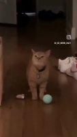 avyZGy5_460svvp9.webm