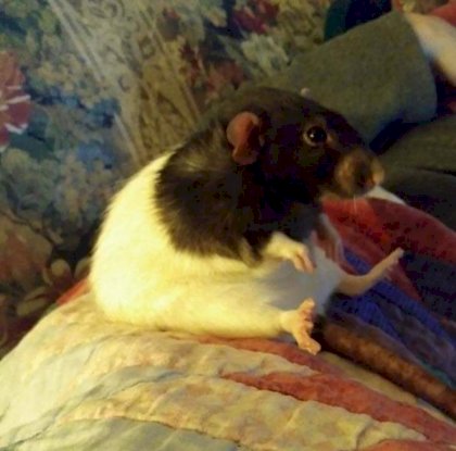 ratte_hat_abgeschlossen.jpg