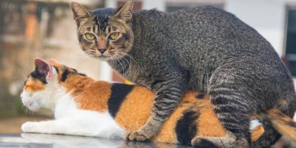 cat-mating-compressed.jpg