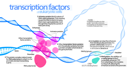 Transcription_Factors.svg.png