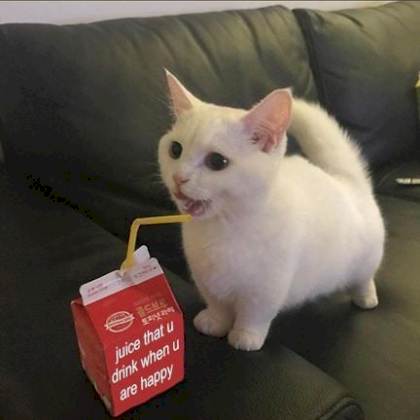 kot iebve7.png