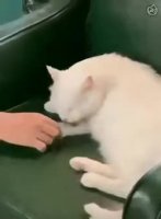 lickings.mp4