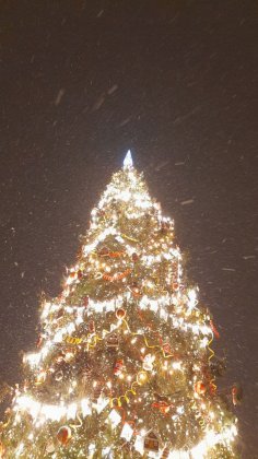 TREE.jpg