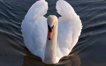 swan.jpg