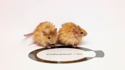 extinct-mammoth-genes-engineered-into-woolly-mouse-396787-640x360.jpg