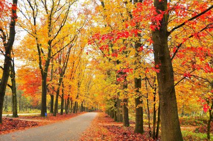 autumn-1657813240574-1665.jpg