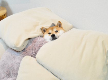 comfydoge.jpg