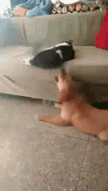 cat-dog.gif