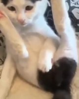 c8z02.mp4