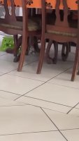 aWGNG6q_460svav1.mp4