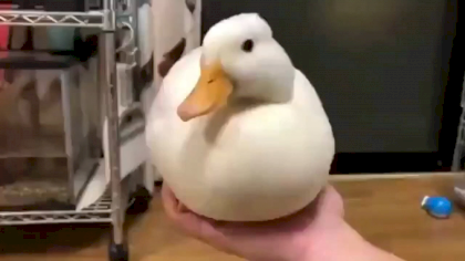 misterious duck.png