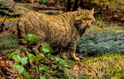 EWS-Wildlife-10738_.jpg