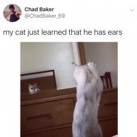 smart_kot.mp4