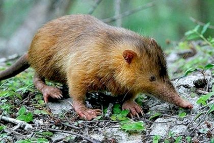 Solenodonte.jpg