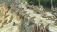 favela_street_fight.webm