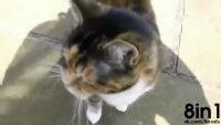 мяу.webm