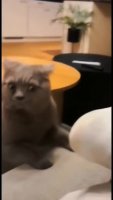 amAwBYv_460svav1.mp4