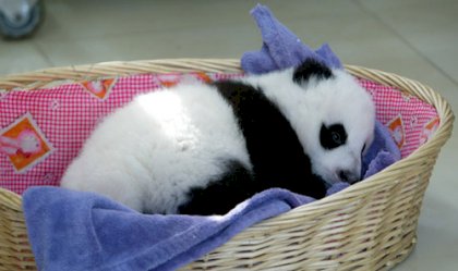 sleepy_panda.jpg