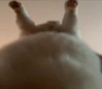 16918410256370.webm