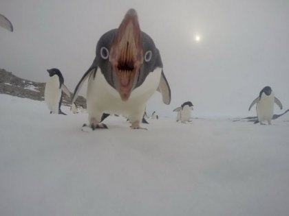 pingviini.jpg