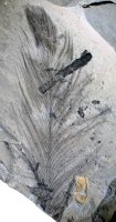03-australian-feathered-polar-dinosaur.jpg