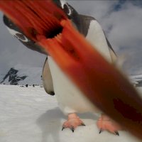 pingu3.jpg
