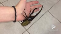 Giant beetle sounds like a jackhammer.mp4