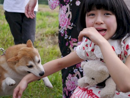 Kampfhund zerfleischt kleines Mädchen.jpg