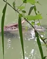 american croco dinner.mp4