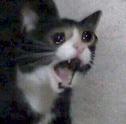 CAT CRYING.jpg