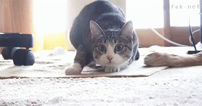 cat-wiggle.gif
