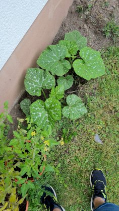 IMG-20210701-WA0010.jpeg