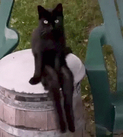 kot.gif