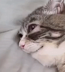 image0 (2).gif