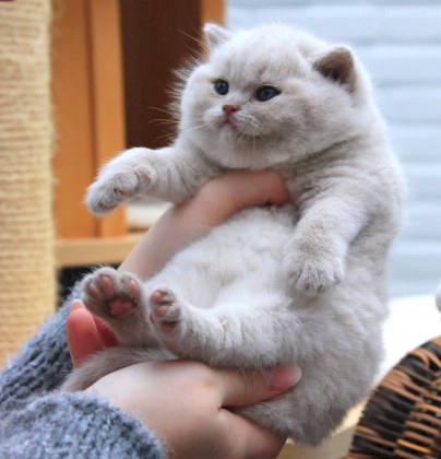it's dangerous to go alone, take this kot.png