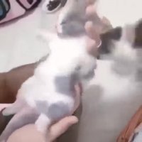 melty cat.webm