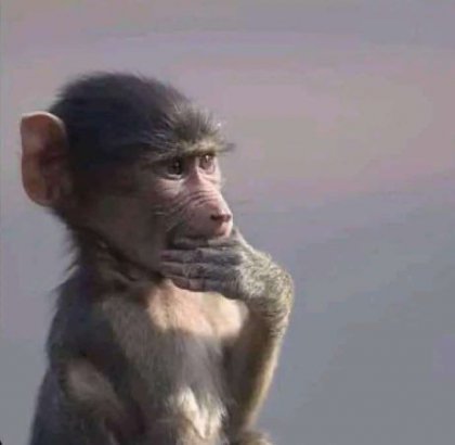 confused monkey.jpg