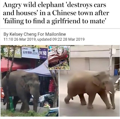 incel elephant.jpeg