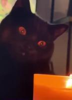 1757588686748068.webm