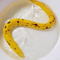 banana.mp4