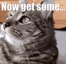alice-cat-sleep-time.gif