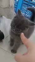 aNw5mpv_460svav1.mp4