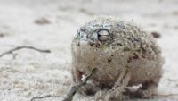 cute_frog.webm