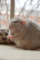 ratto.jpg