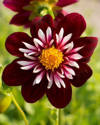 dahlia-night-butterfly-1_x544_crop_center@2x.jpg