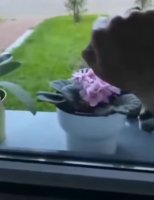 windowkot.mp4