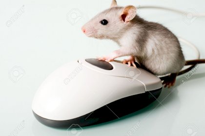 2649896-image-of-small-pet-touching-to-the-computer-mouse.jpg