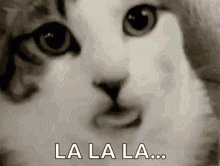 kitty-tongue.gif