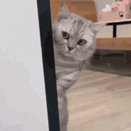 cat(1).gif