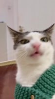 h.mp4